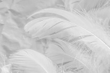 Boho obraz Biele pierka 2002